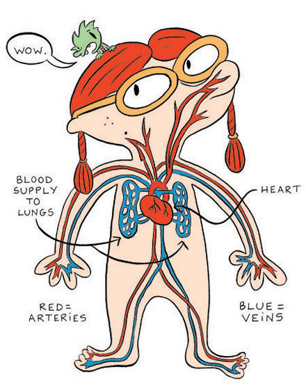 circulatory system worksheets for kids. circulatory system diagram worksheet